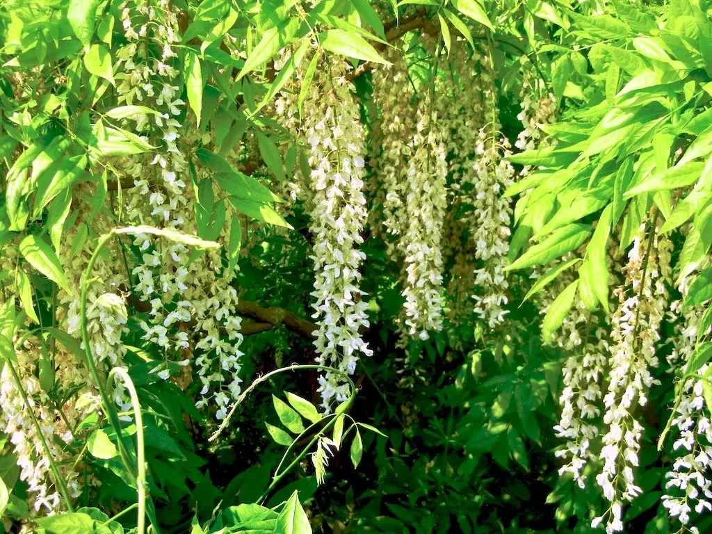 Wisteria
