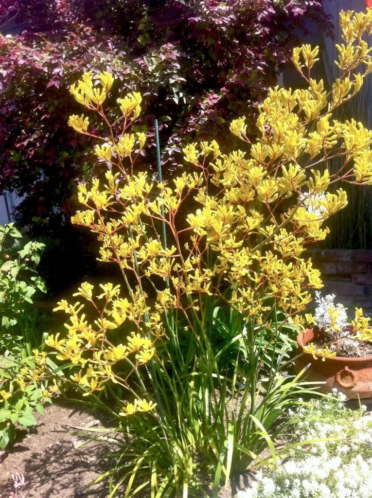 Yellow Anigozanthos - Kangaroo Paw - Online Flower Garden Anigozanthos - Kangaroo Paw
