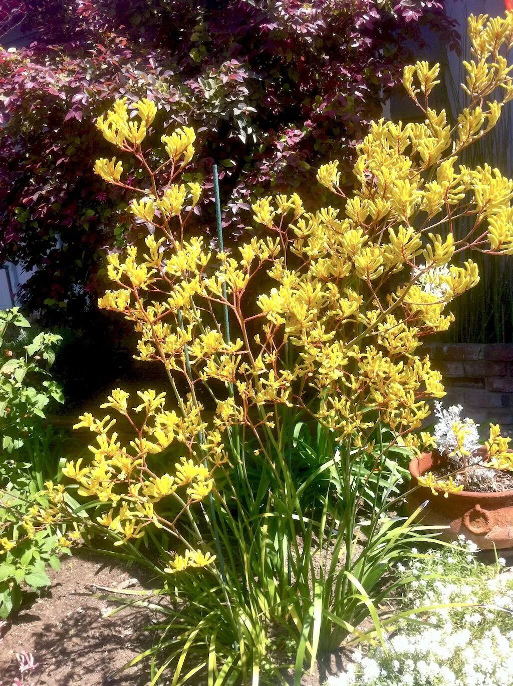 Yellow Anigozanthos - Kangaroo Paw - Online Flower Garden Haemodoraceae Anigozanthos - Kangaroo Paw
