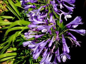 Agapanthus Praecox