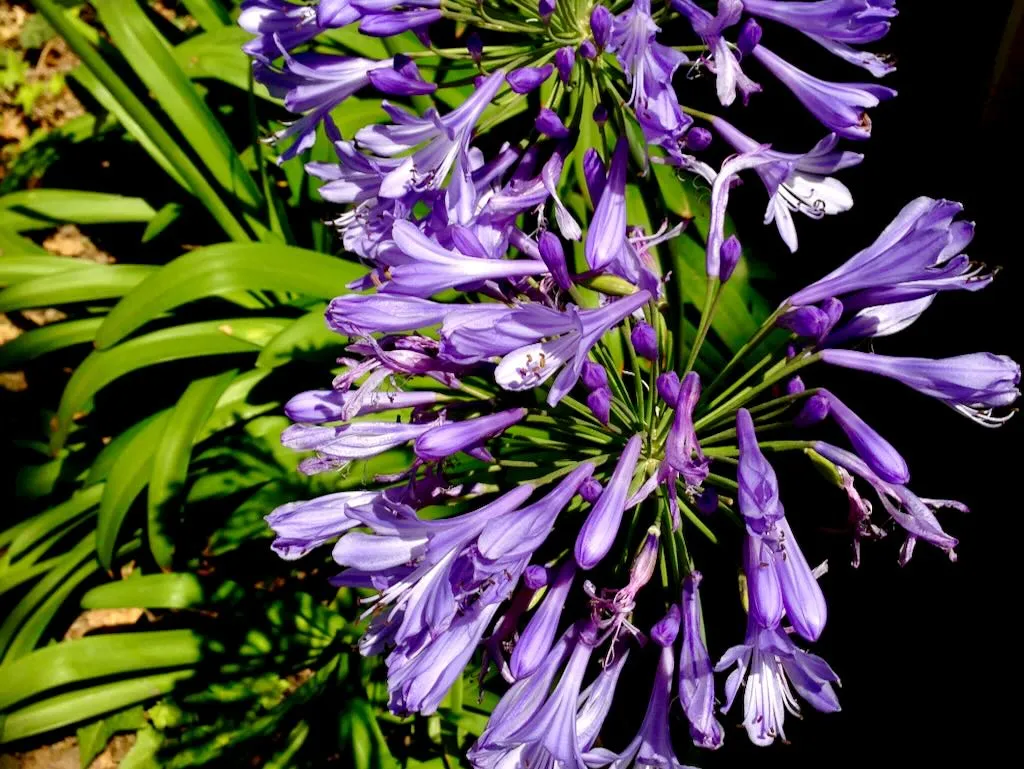 Agapanthus-2 - Online Flower Garden Agapanthus Praecox