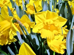 Daffodil or Narcissus