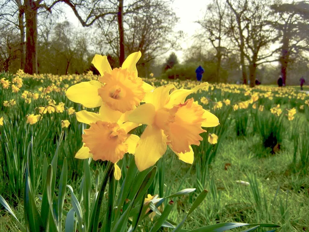 Daffodil or Narcissus - Online Flower Garden Daffodil or Narcissus