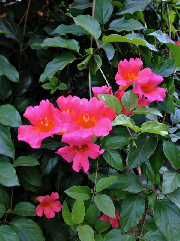 Distictis-buccinatoria-2671 | Online Flower Garden Scarlet Trumpet Vine - Distictis buccinatoria | Online Flower Garden
