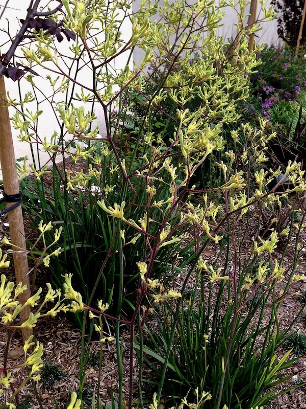 Anigozanthos-Flavidus www.onlineflowergarden.com