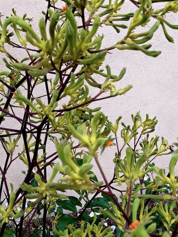 IMG_2687 | Online Flower Garden Anigozanthos www.onlineflowergarden.com