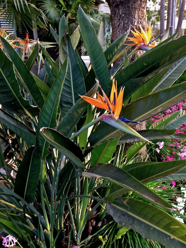 Strelitzia | Online Flower Garden Strelitzia www.onlineflowergarden.com | Online Flower Garden