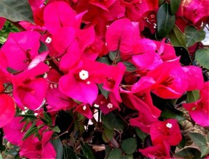 bougainvillea | Online Flower Garden Bougainvilea © onlineflowergarden.com | Online Flower Garden