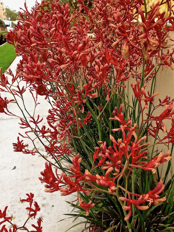 Anigozanthos www.onlineflowergarden.com