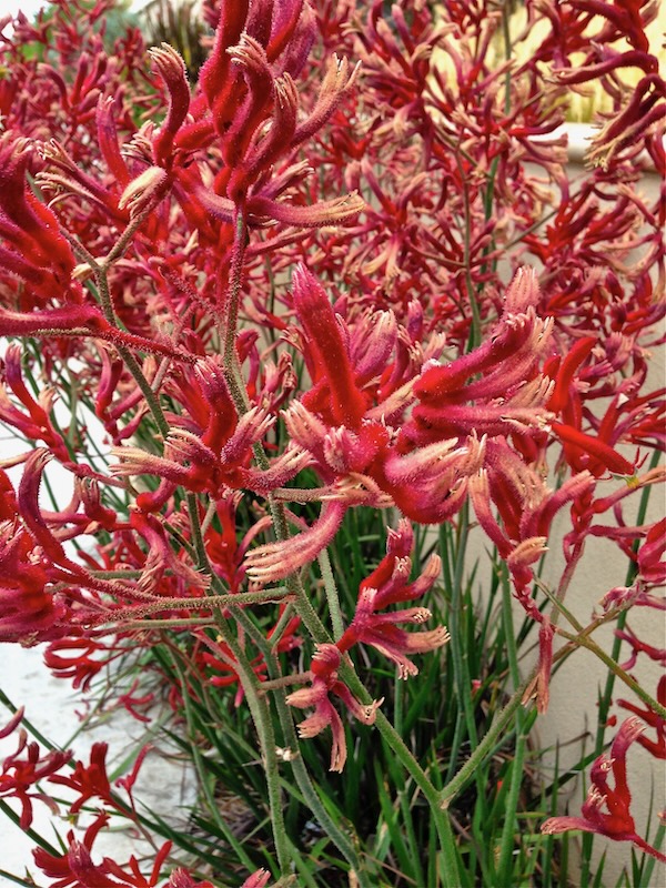 Anigozanthos-flavidus | Online Flower Garden Haemodoraceae Anigozanthos www.onlineflowergarden.com