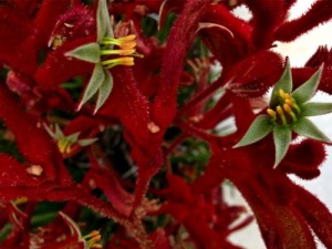 Anigozanthos www.onlineflowergarden.com | Online Flower Garden