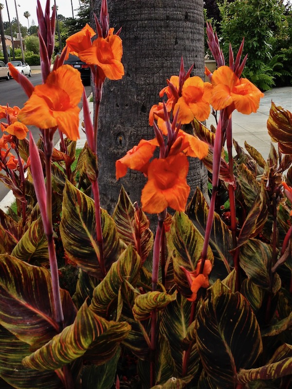 Canna Lily www.onlineflowergarden.com
Cannaceae