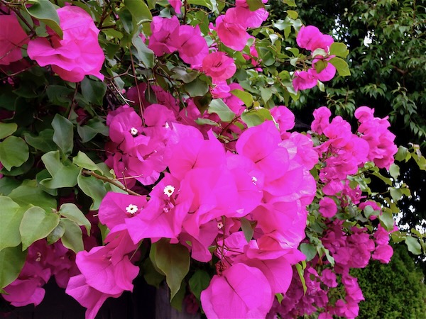 Nyctaginaceae, Bougainvilea © onlineflowergarden.com