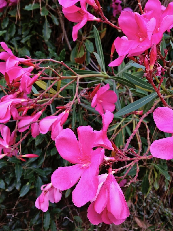 IMG_2765 | Online Flower Garden Nerium Oleander www.onlineflowergarden.com