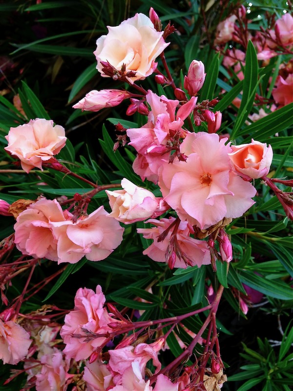 IMG_2766 | Online Flower Garden Nerium Oleander www.onlineflowergarden.com