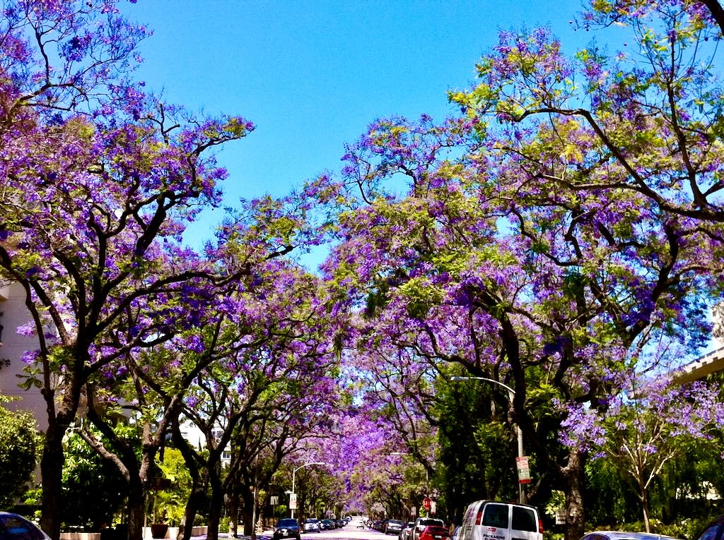 Jacaranda mimosifolia