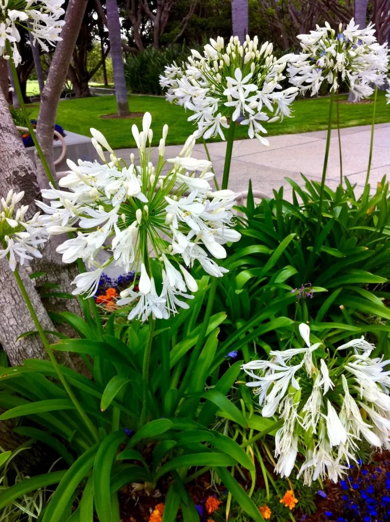 White Agapanthus - Online Flower Garden Agapanthus Praecox