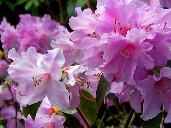 Rhododendron © onlineflowergarden.com