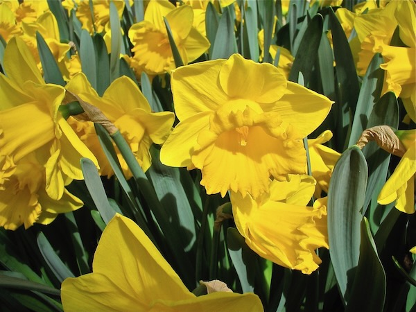 Daffodil © onlineflowergarden.com