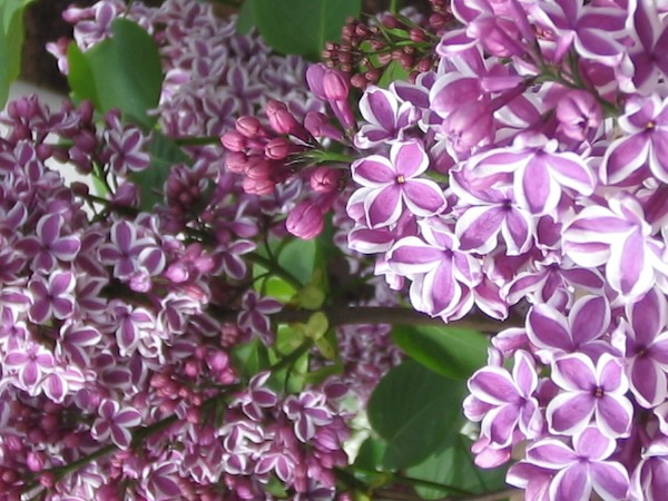 Lilac © onlineflowergarden.com