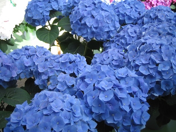 Blue Hortensia © onlineflowergarden.com