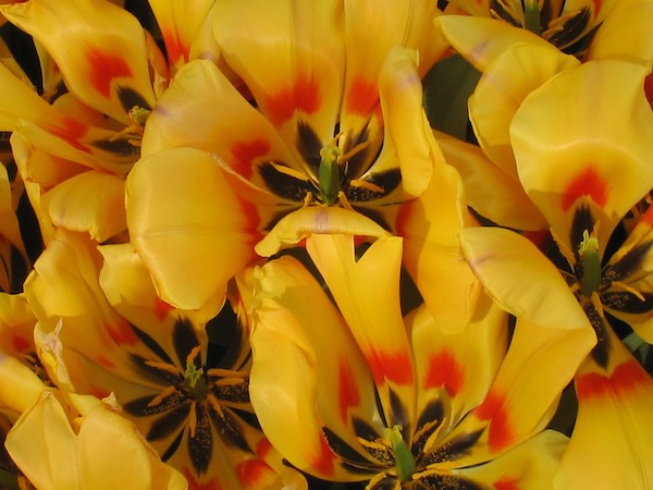 Tulips from Holland © onlineflowergarden.com