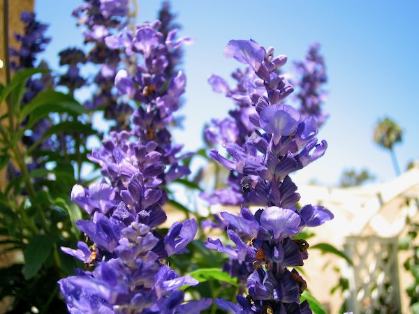 Blue Salvia © onlineflowergarden.com
