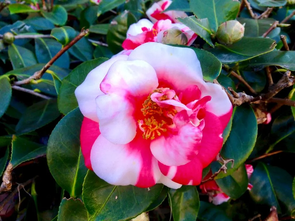 Camellia-1 - Online Flower Garden Camellia