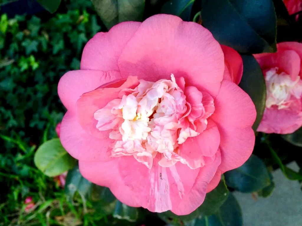 Camellia-2 - Online Flower Garden Camellia