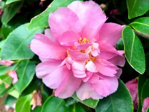 Camellia