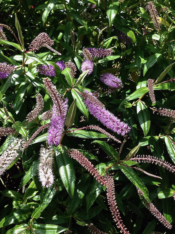 IMG_4975 | Online Flower Garden Hebe 'Neil's Choice'