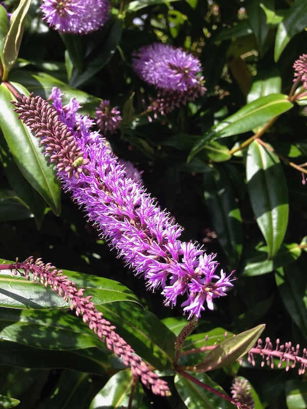 IMG_4977 | Online Flower Garden Hebe 'Neil's Choice'