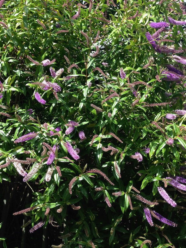 IMG_4979 | Online Flower Garden Hebe 'Neil's Choice'