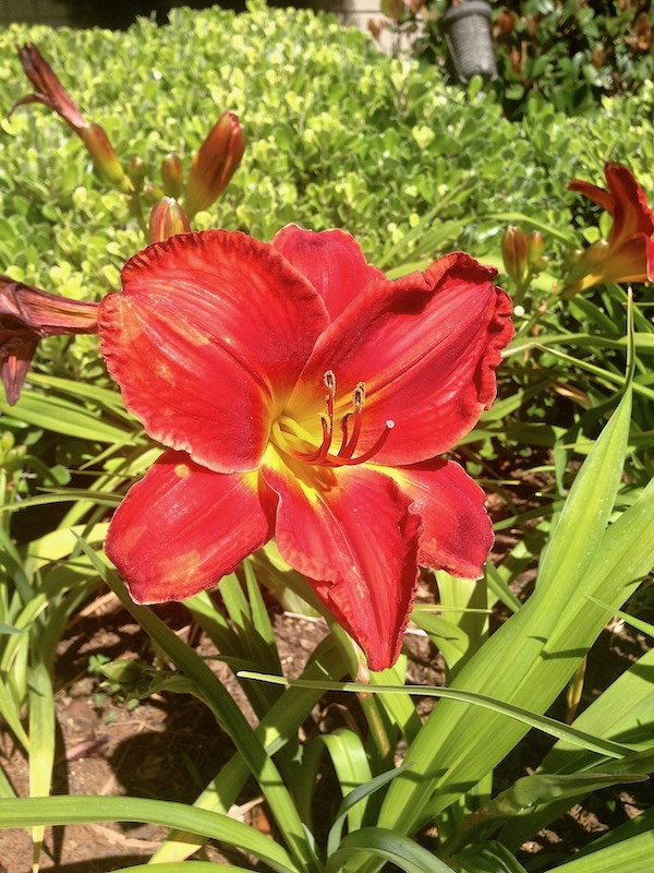 Daylily or Hemerocallis