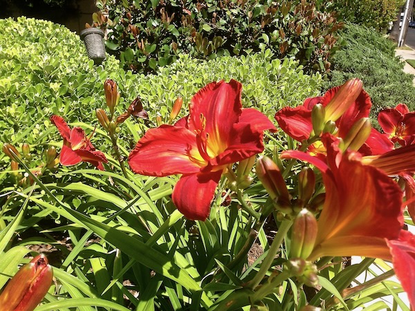 Hemerocallis or Daylily