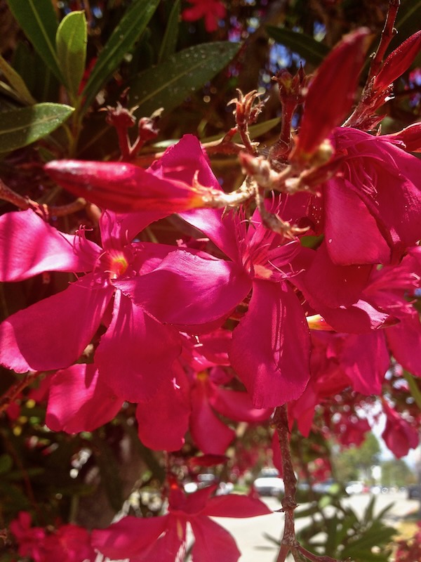 IMG_5164 | Online Flower Garden Nerium Oleander