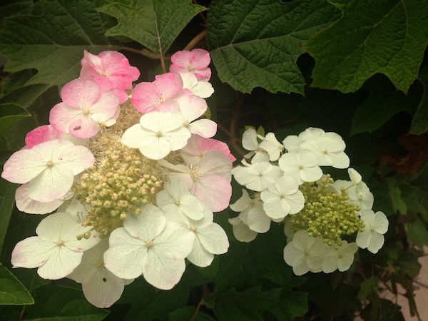 Hydrangea quercifolia 'Alice'