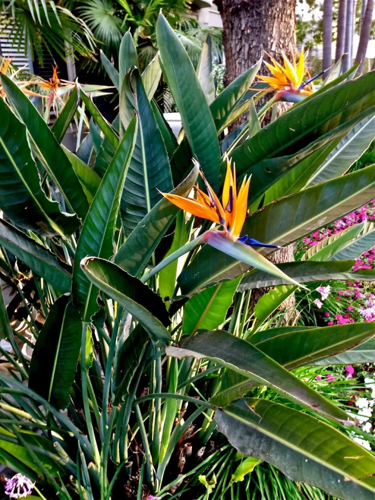 Strelitzia or Bird of Paradise-1 - Online Flower Garden Strelitzia or Bird of Paradise