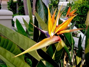 Strelitzia or Bird of Paradise