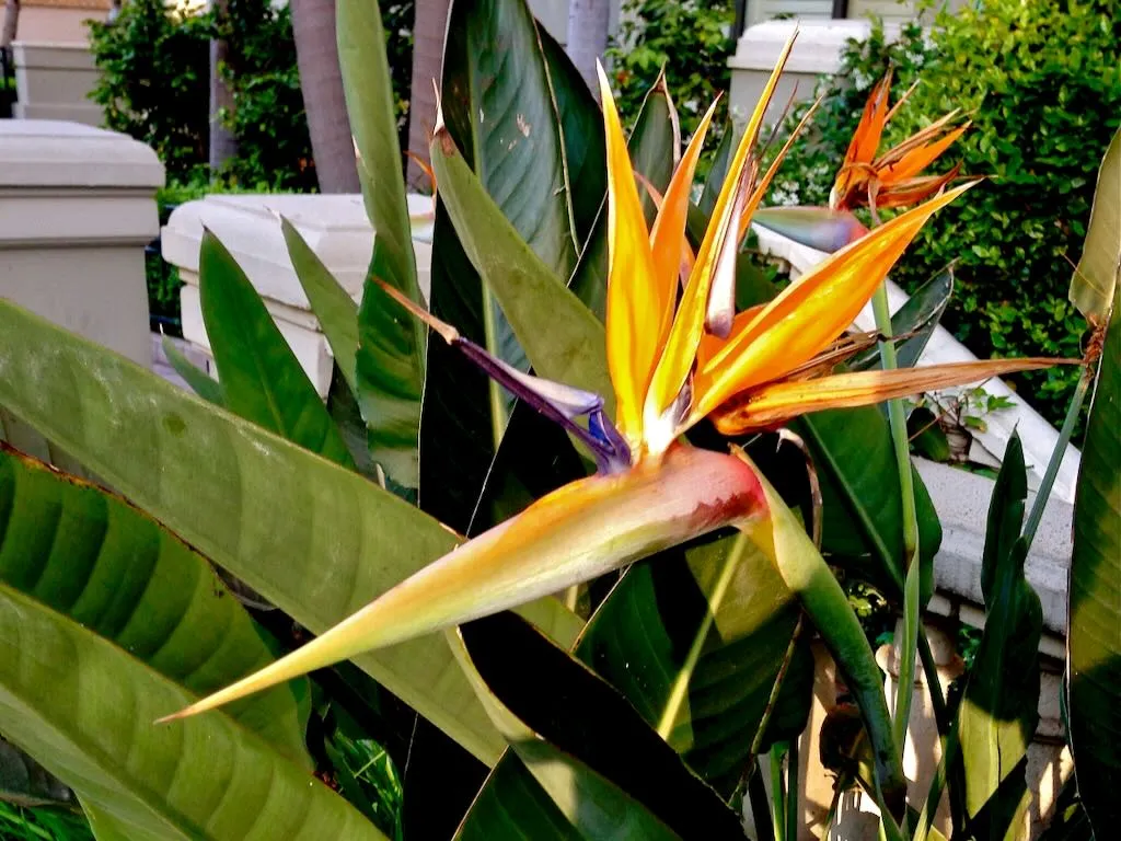 Strelitzia or Bird of Paradise - Online Flower Garden Strelitziaceae Strelitzia or Bird of Paradise
