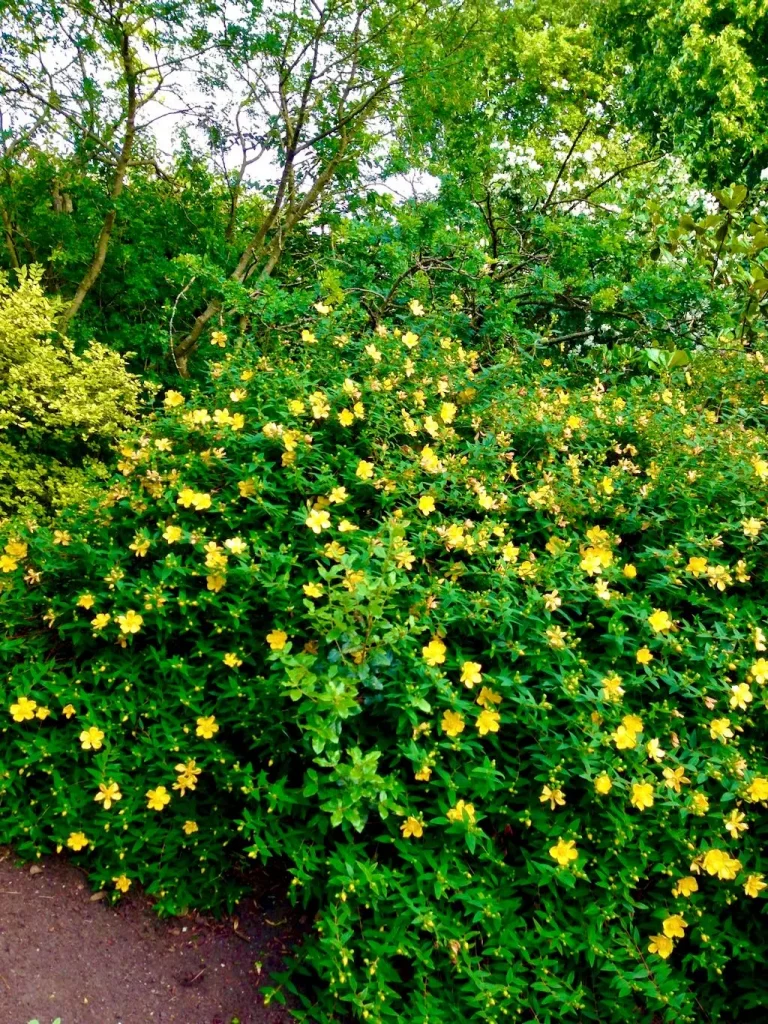 Hypericum Hidcote-1 - Online Flower Garden Hypericum'Hidcote'