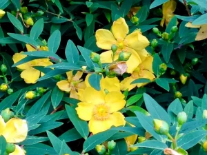 Hypericum 'Hidcote'
