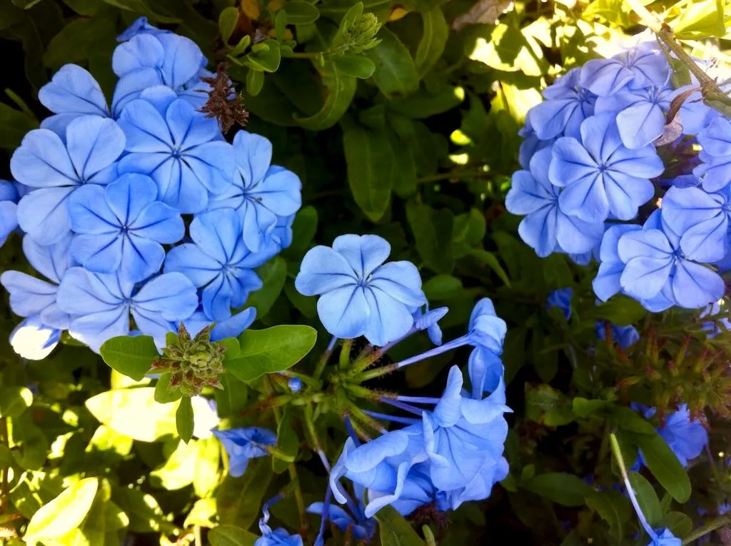 Blue Jasmine or Plumbago auriculata