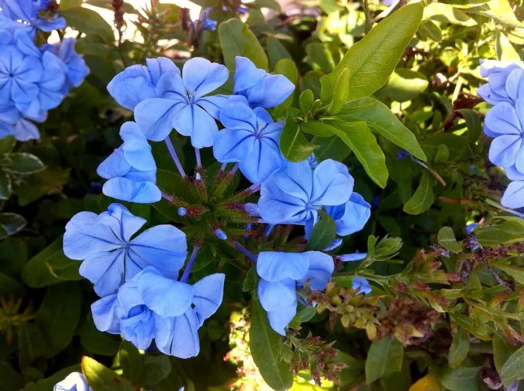 Blue Jasmine or Plumbago auriculata