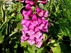 Digitalis or Foxglove