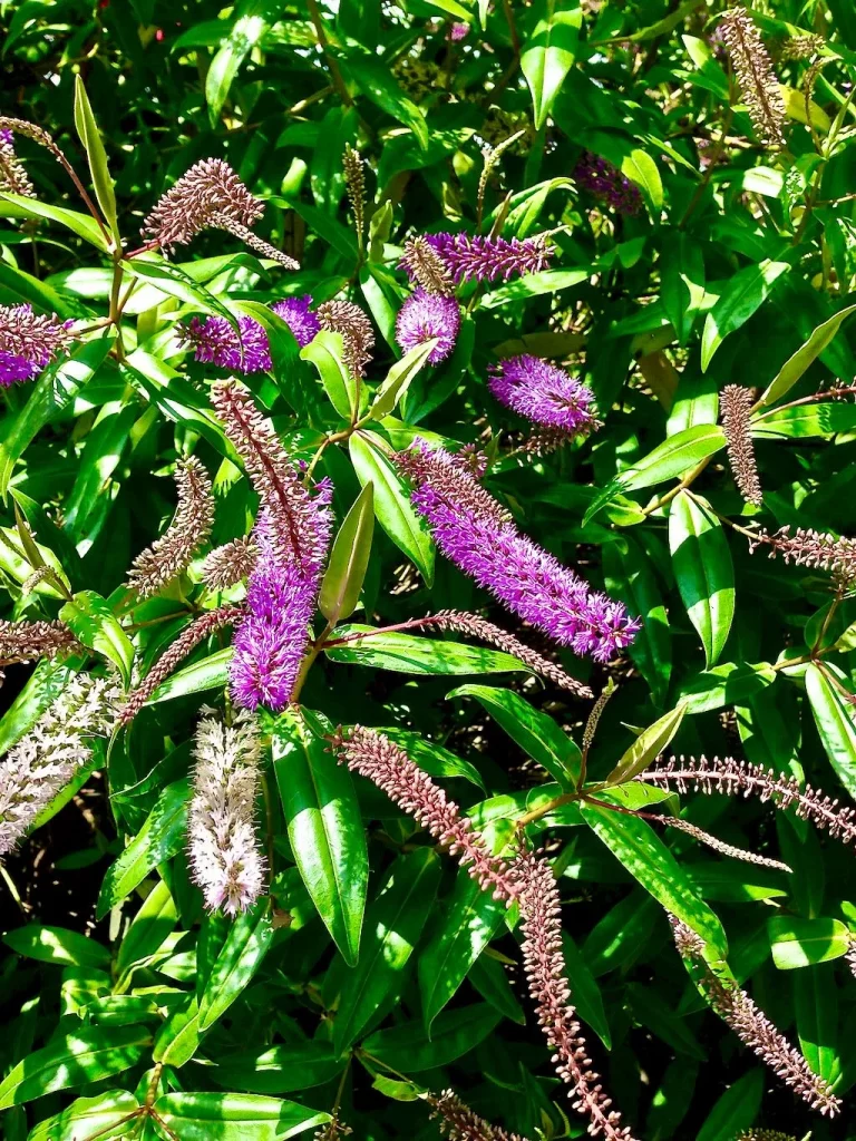 Hebe Neils Choice-1 - Online Flower Garden Hebe'Neils Choice'