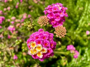 Lantana or Shrub Verbenas