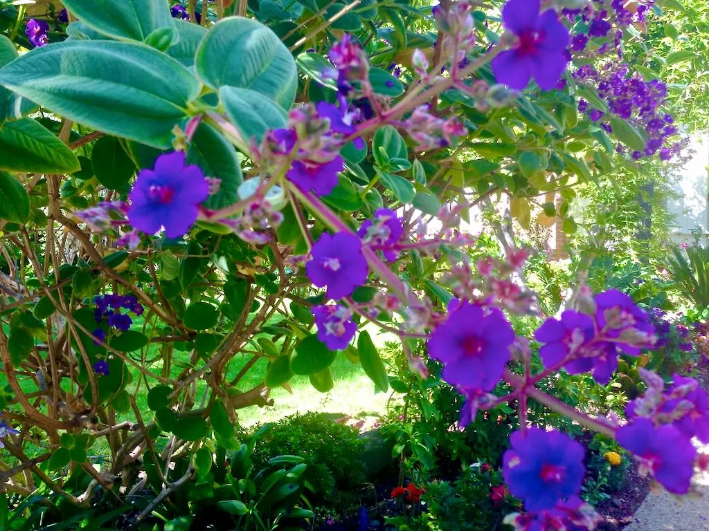Tibouchina lepidota