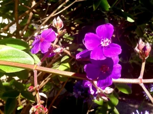 Tibouchina lepidota