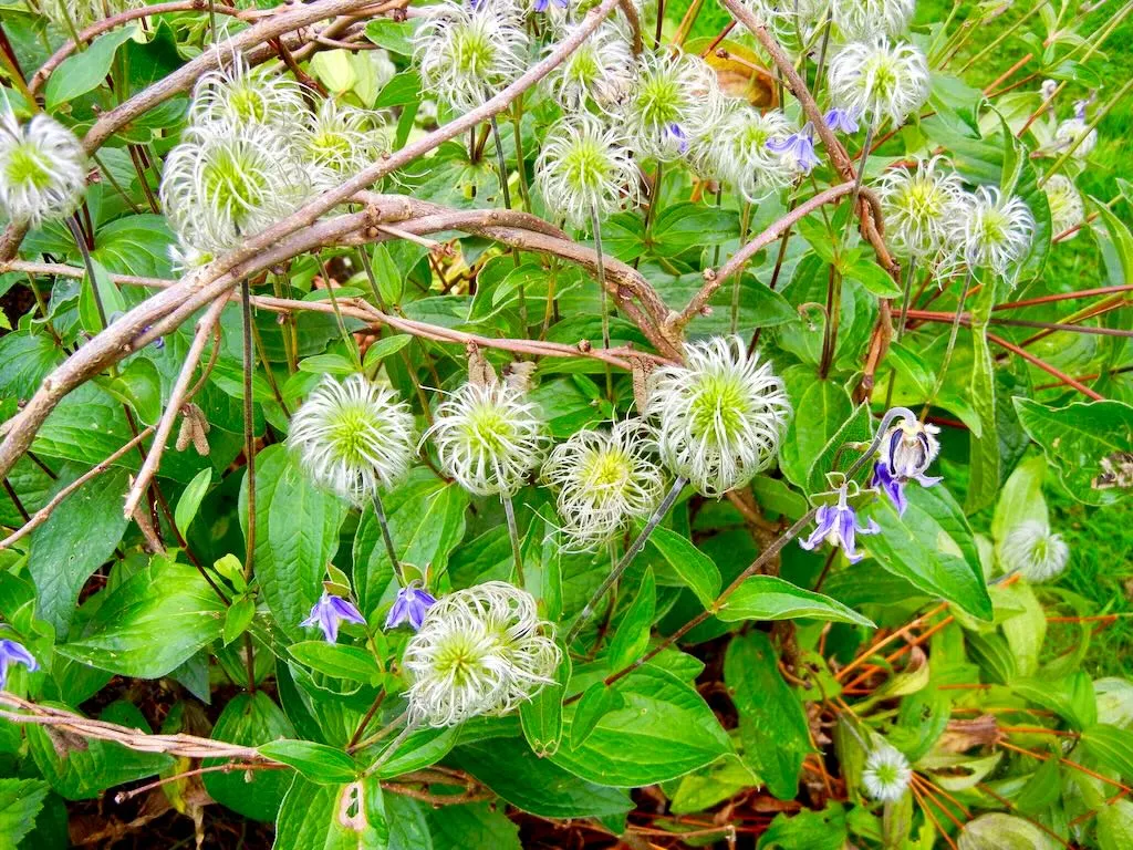 Clematis integrifolia-2 - Online Flower Garden Clematis integrifolia